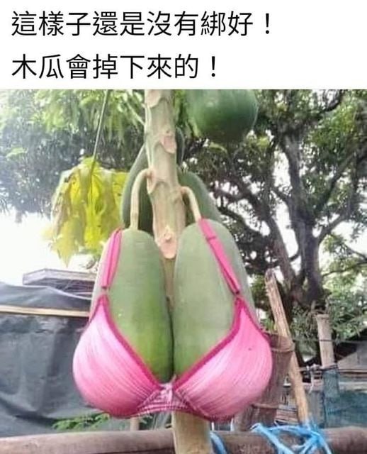 這個就是你們要的木瓜奶嗎