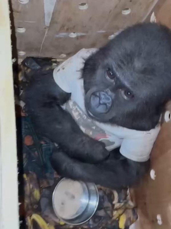 HAFEZ a baby gorilla seized by …