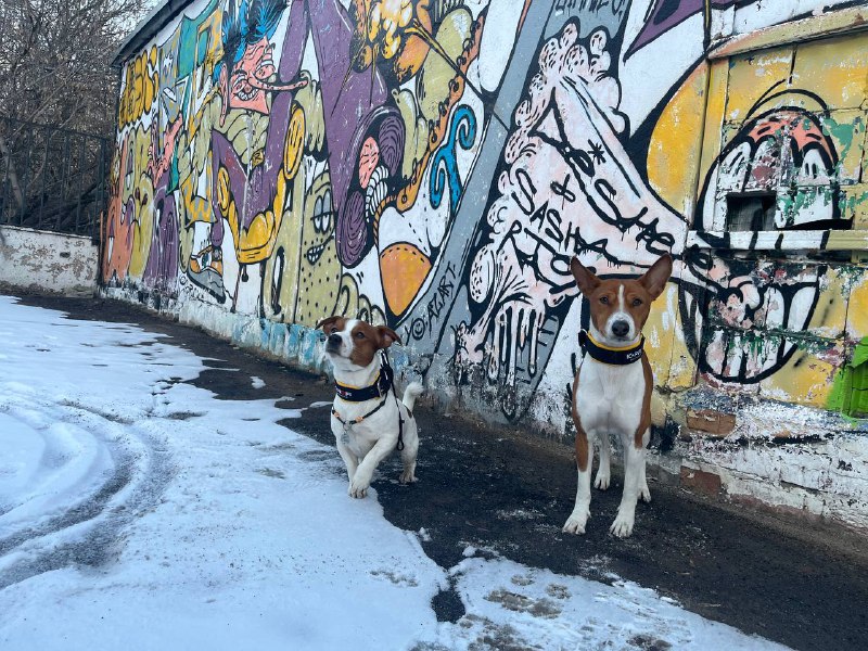 норка джойки🐾