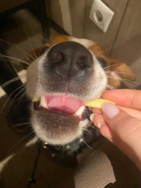 норка джойки🐾