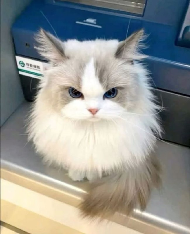 我很生气 但是不能生气 卡哇伊***😍***