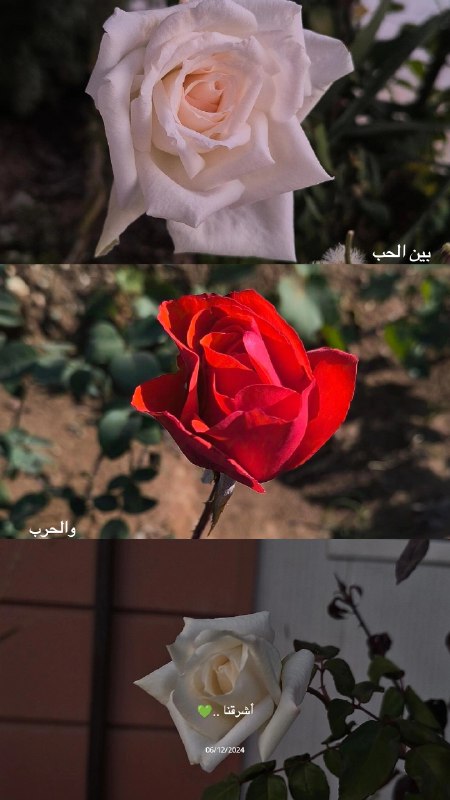 بين الحب والحرب