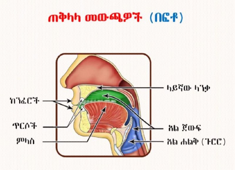 ***?*** **የፊደላት መውጫ ቦታዎች** ***?***