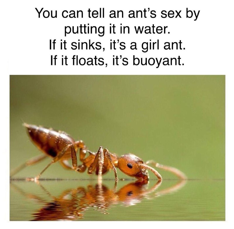 You Can Tell An Ant's Sex …