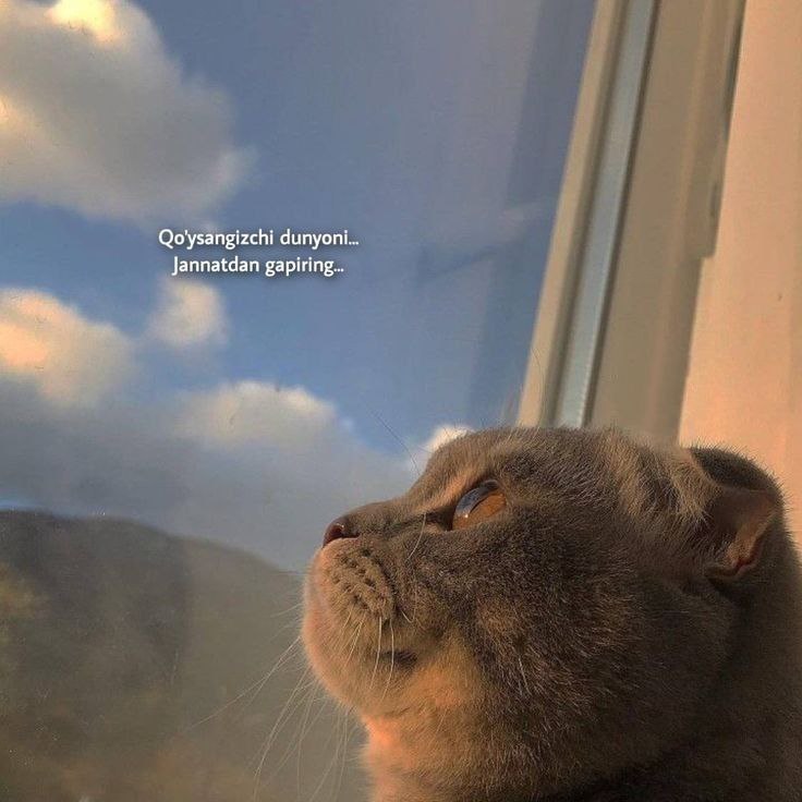 **Qo'ysangizchi dunyoni...