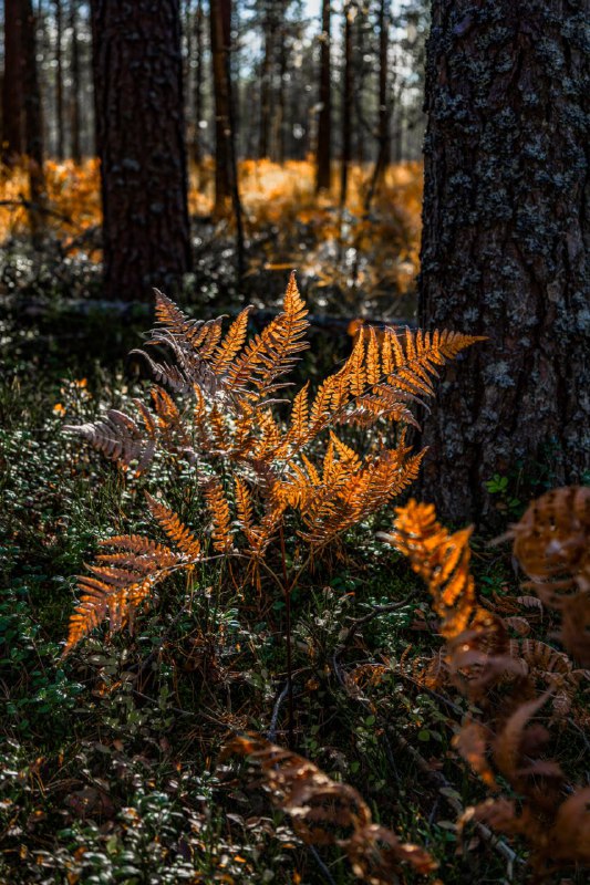 Юлия Калиничева / kalinicheva_nature ❇️