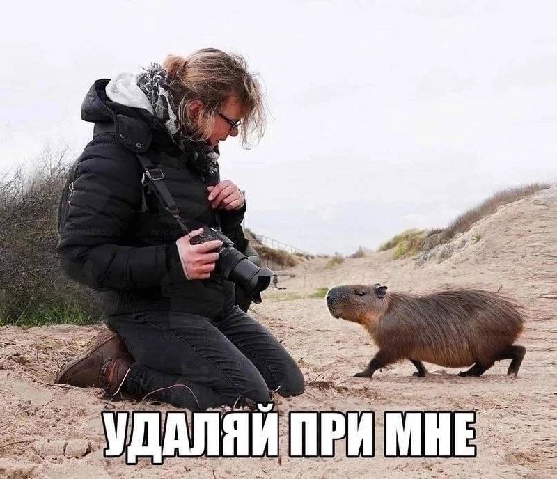 Капибаробар