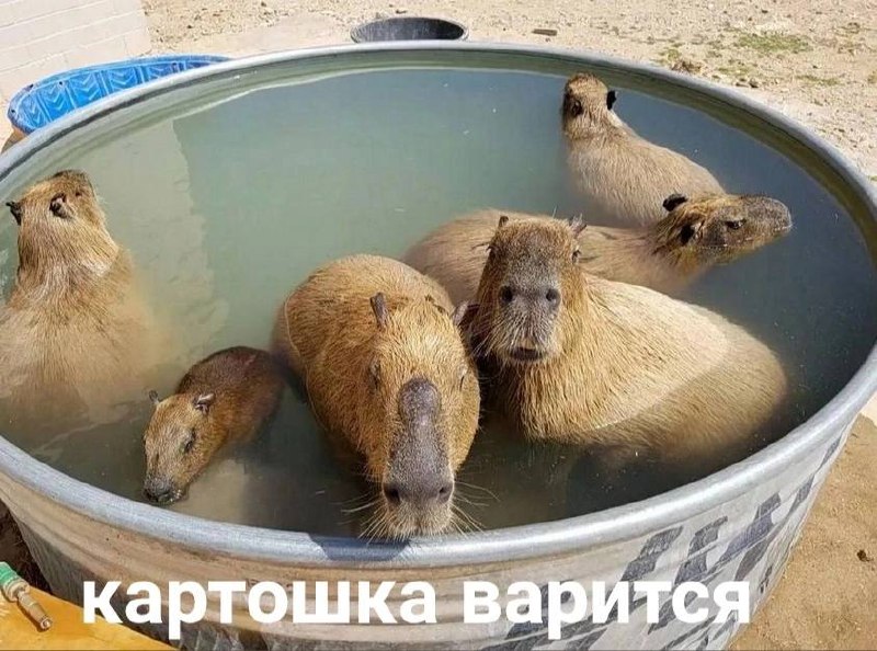 Капибара