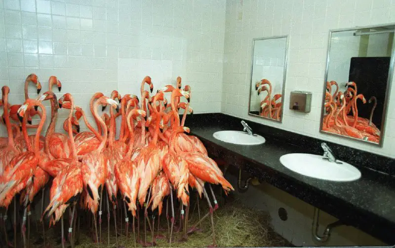 Фламинго пережидают ураган Эндрю 5-й категории …
