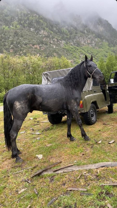 iozen horses
