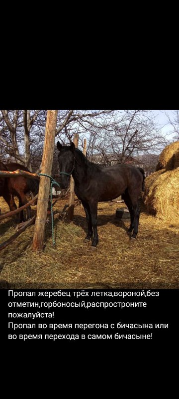 Karachay_horse_09