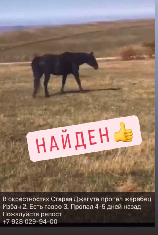 Karachay_horse_09