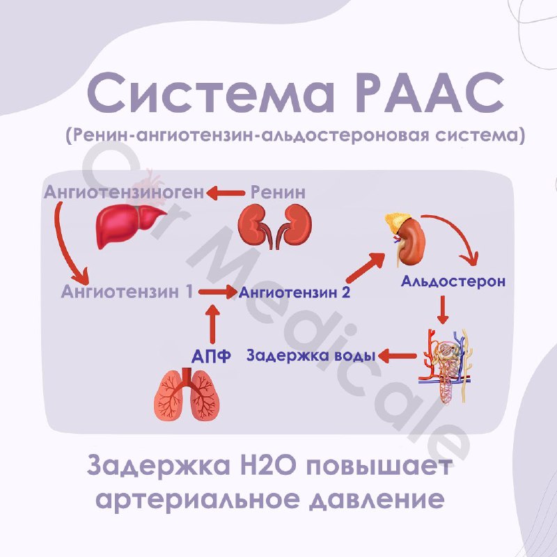 KARDIOLOGIYA ASOSLARI °°EKG°°