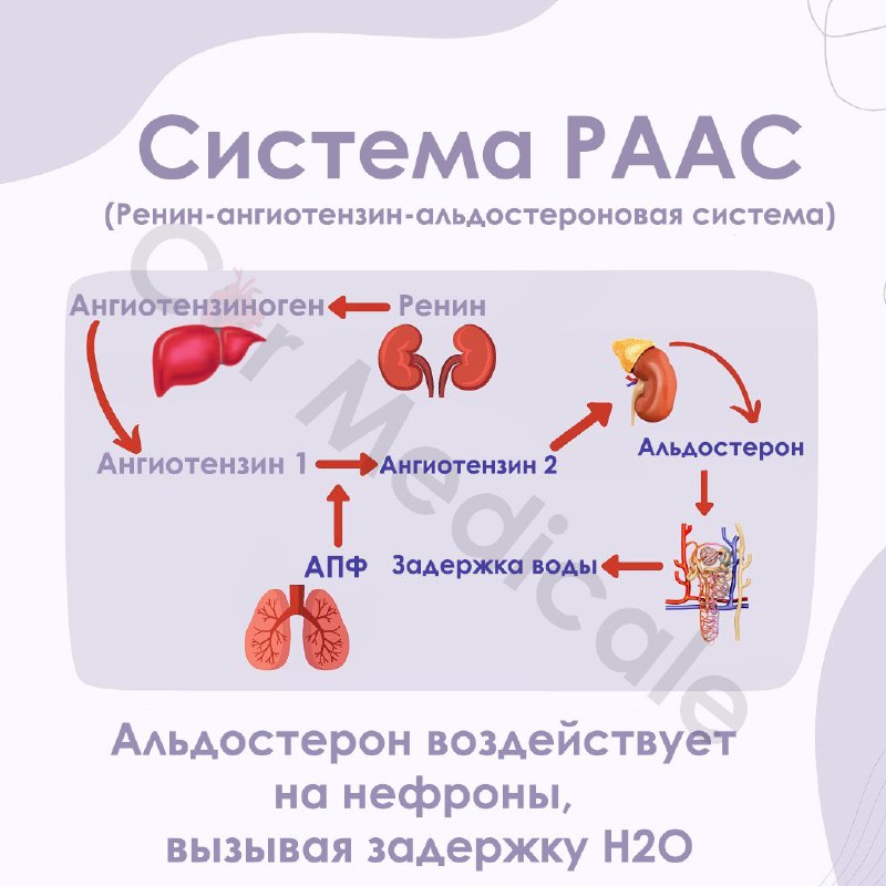 KARDIOLOGIYA ASOSLARI °°EKG°°