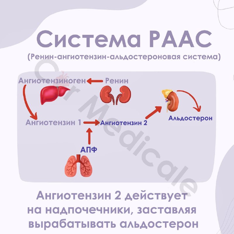 KARDIOLOGIYA ASOSLARI °°EKG°°