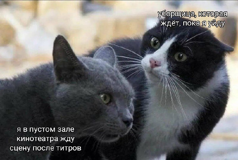 Котицыд