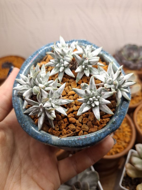 Katya_succulents