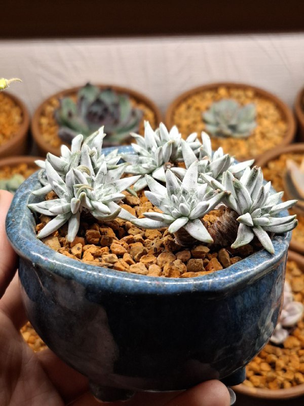 Katya_succulents