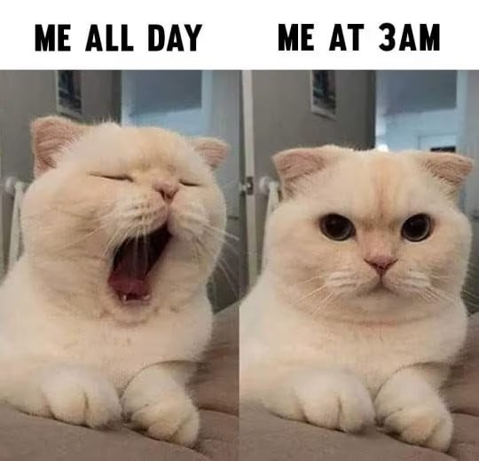 Katzen 🐈