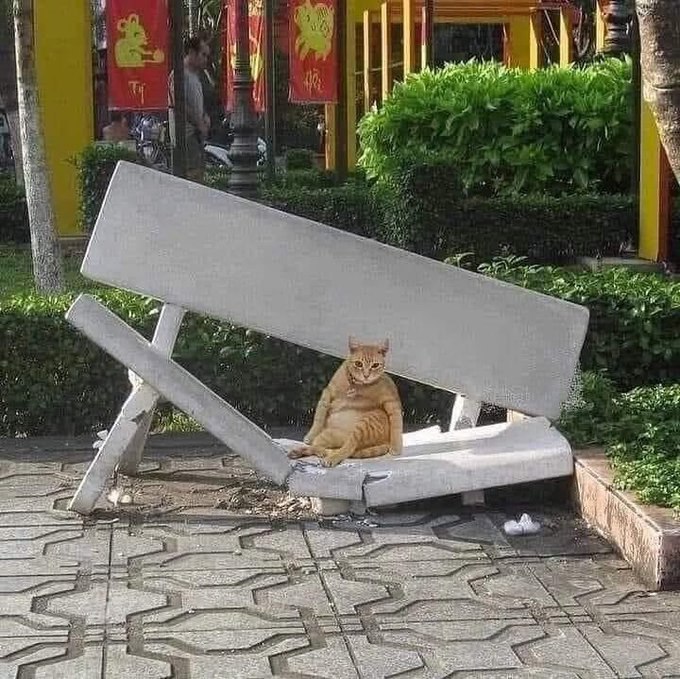 Katzen 🐈