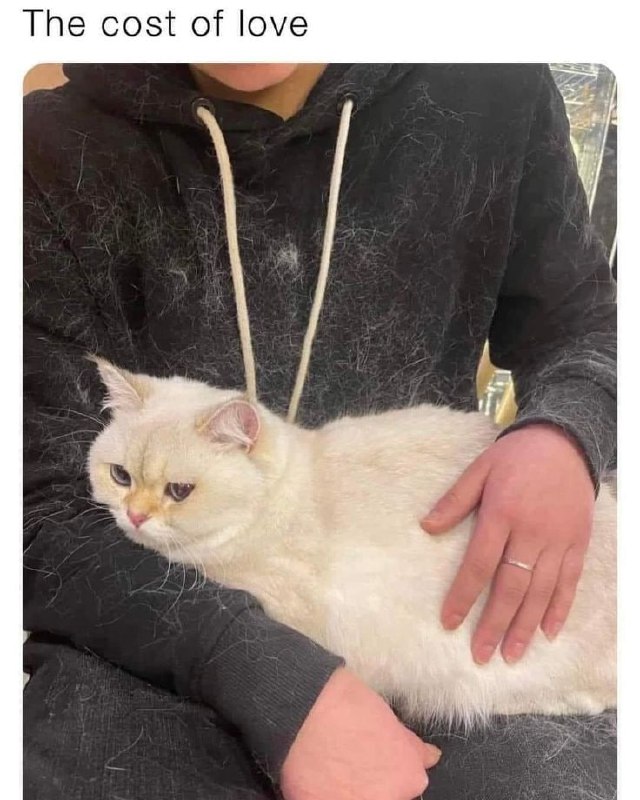 Katzen 🐈