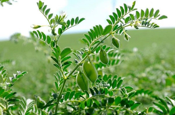 **|سۆڵ‌وخوای نخە|