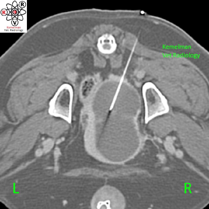 Kemelman Vet Radiology