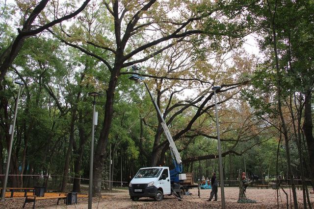 ***🌳***В Казенном парке провели обработку дубов.