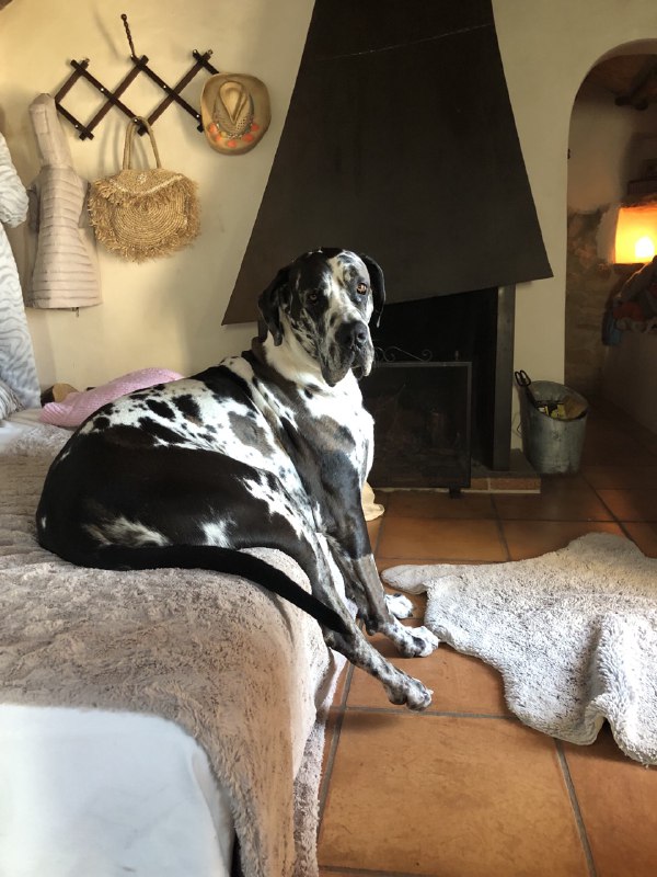 Ich Bin! 💞