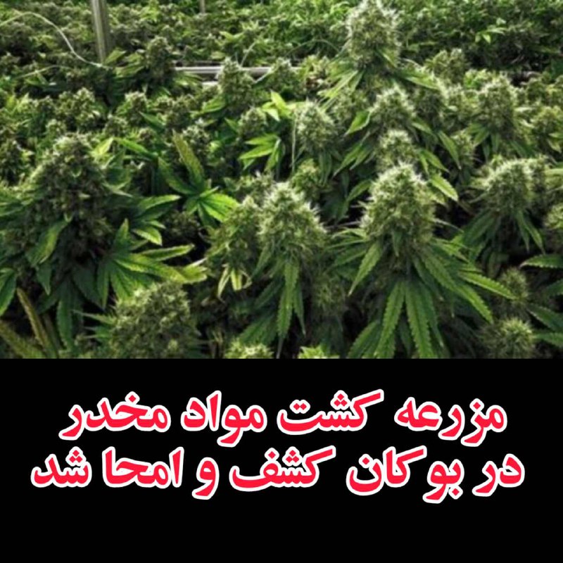 ***?***مزرعه کشت مواد مخدر در بوکان …
