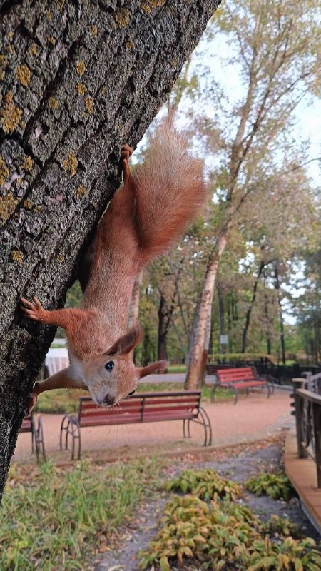 З пʼятницею ***🐿️***