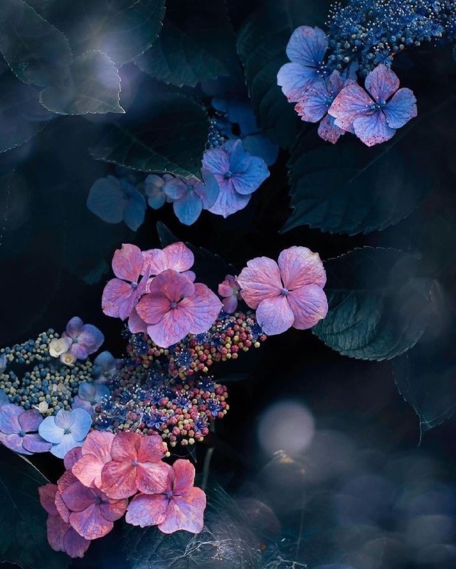 **❚▷