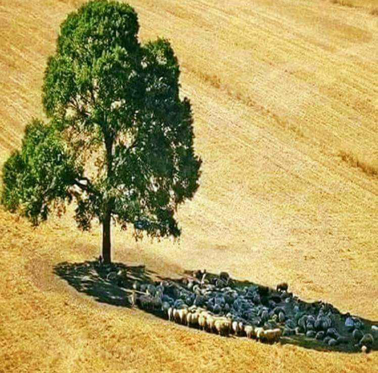 ‏ئەگەر خوای گەورە بەتەنها منەتی سێبەرمان …