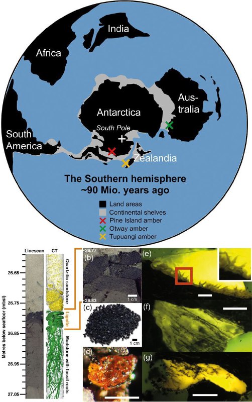 **Первый янтарь Антарктиды**