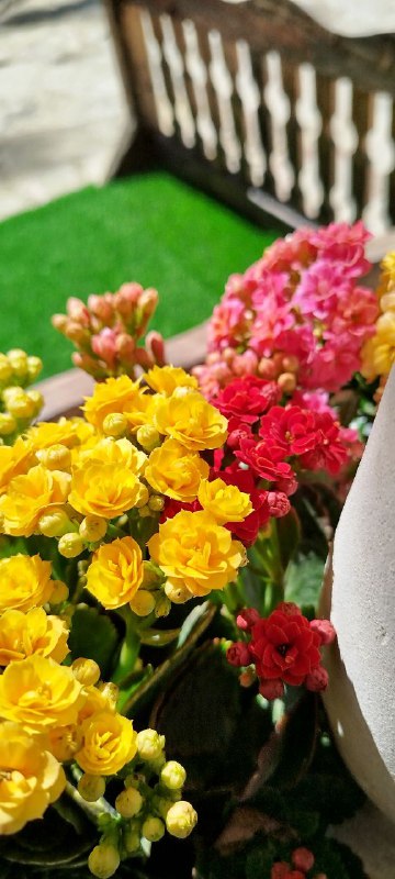 ***🌼******🌸***