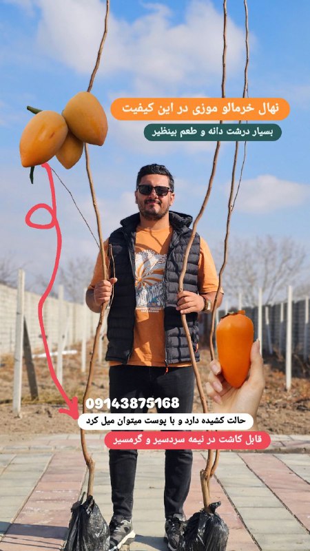 نهال خرمالو موزی مختص لاکچری بازان...