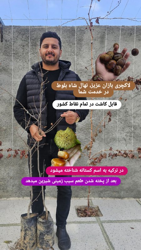 نهال بسیار پرطرفدار شاه بلوط موجود …