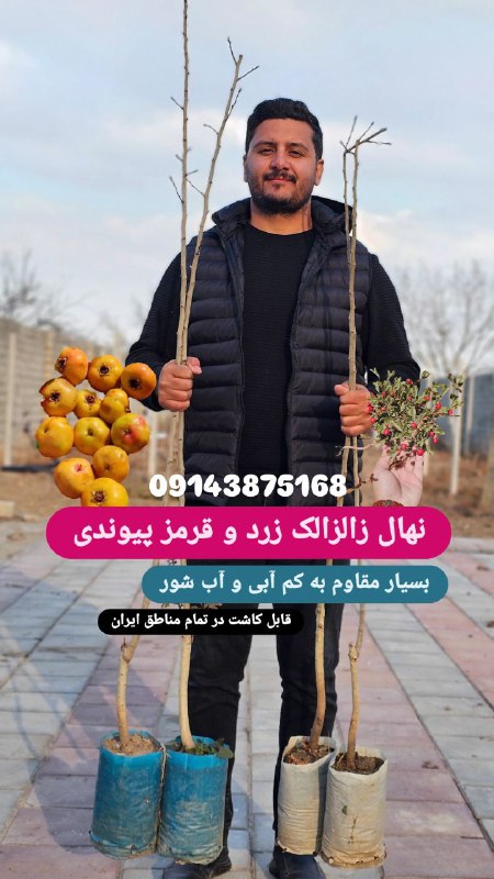 نهال بسیار محبوب زالزالک در دو …