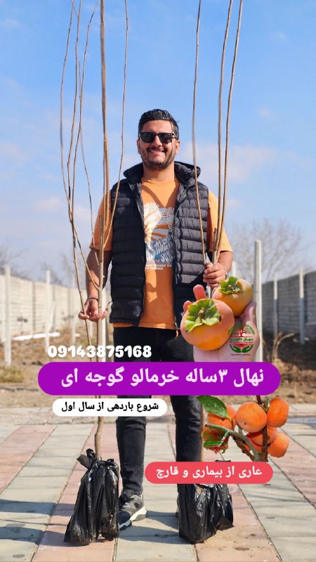 نمونه نهال خرمالو گوجه ای ۳ساله …