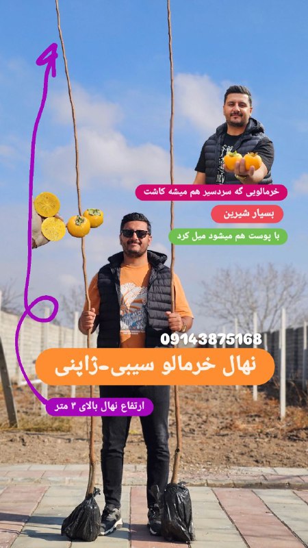 نمونه نهال خرمالو سیبی سردسیری در …