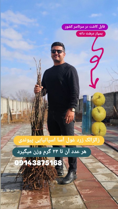 نمونه نهال پیوندی زالزالک زرد غول …