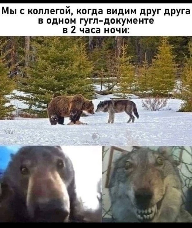 𝕽