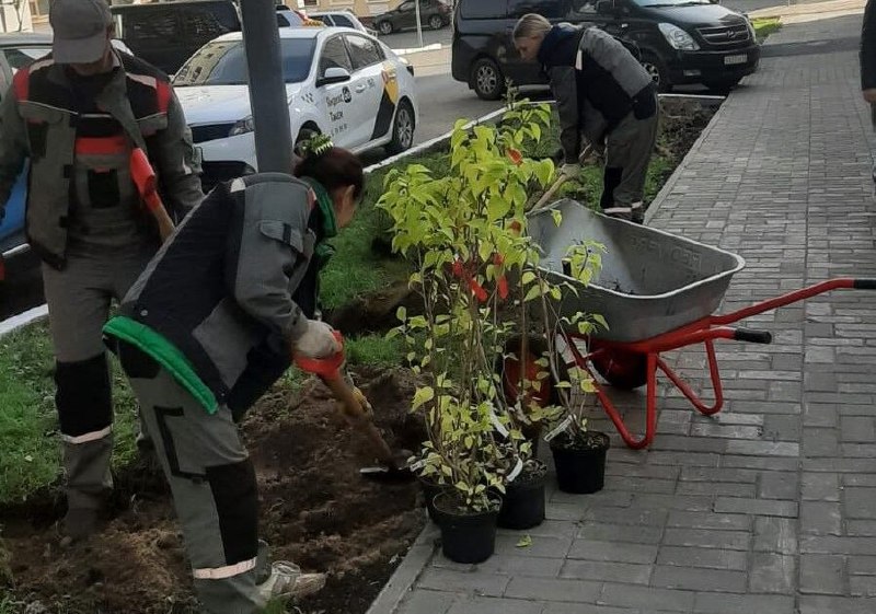 На кировских улицах появляются новые кустарники …