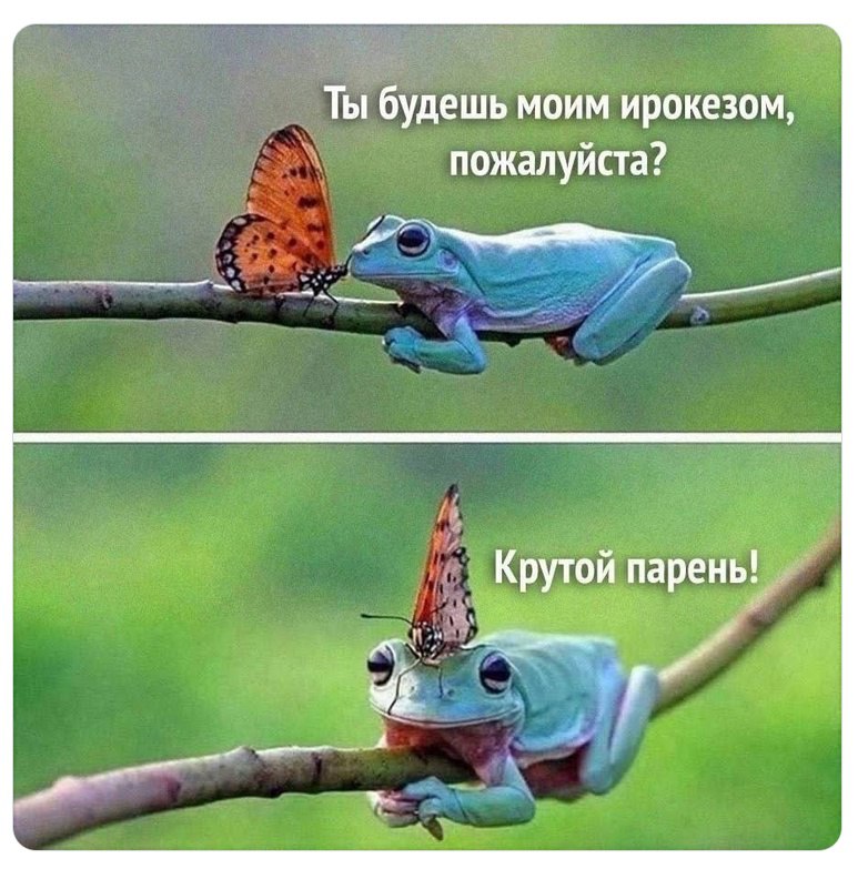 кисундра понимает