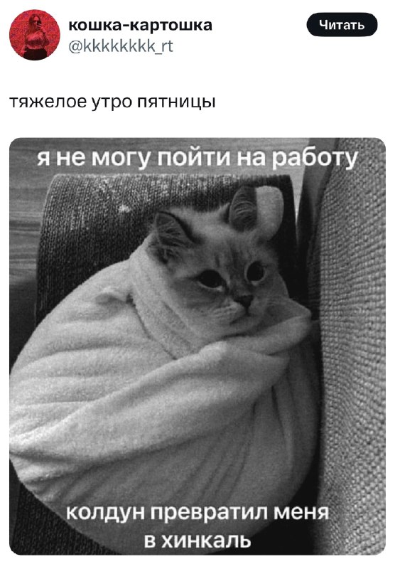 кисундра понимает