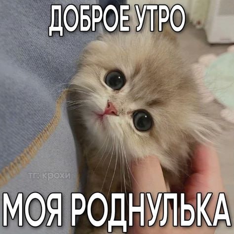 Шерстяной уголок