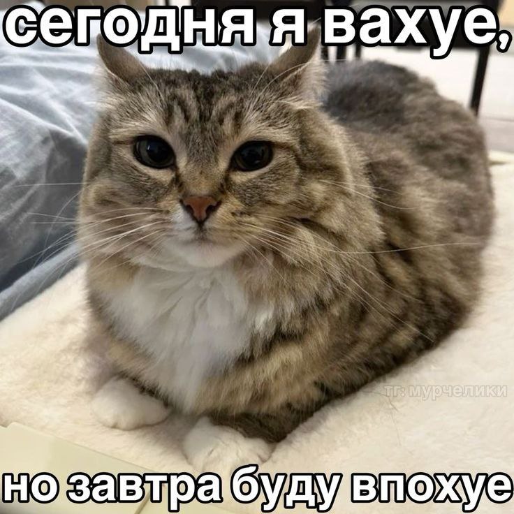 Шерстяной уголок