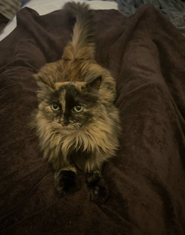 The queen of Floof