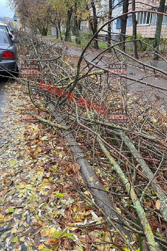 Уважаемые власти города, когда уберут ветки …