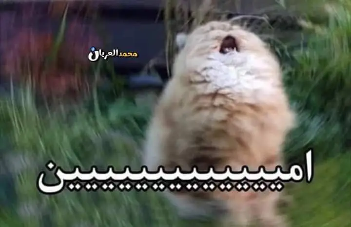 لما الشيخ في التراويح يدعي " …